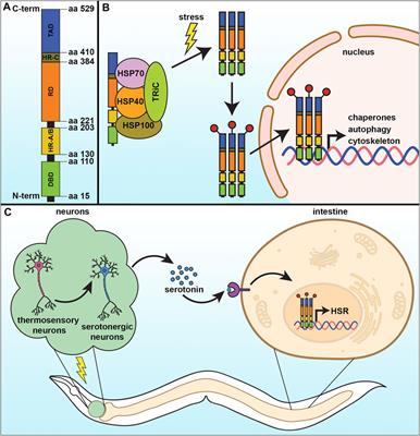 Hijacking Cellular Stress Responses to Promote Lifespan